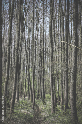 strumyk na tle wysokiego lasu