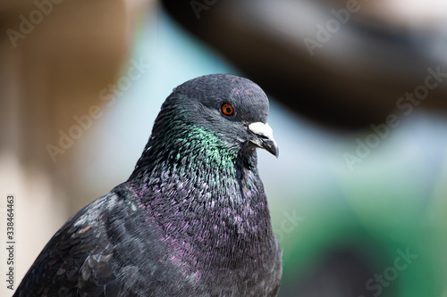 Portrait of a pigeon with brown eyes