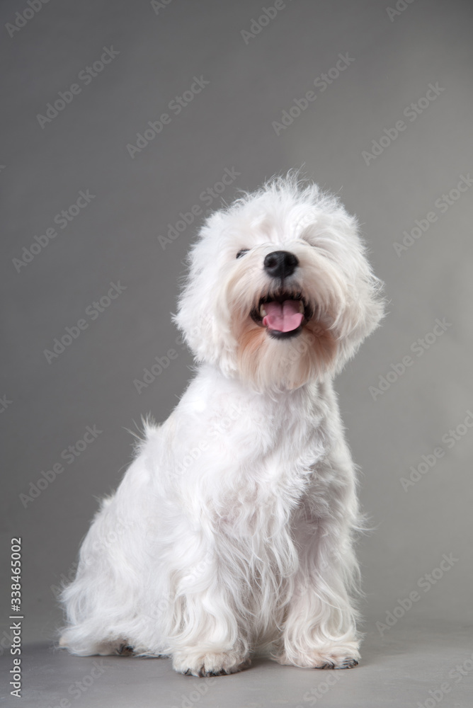 Young West Highland White Terrier on a grey background Young West Highland White Terrier on a grey background