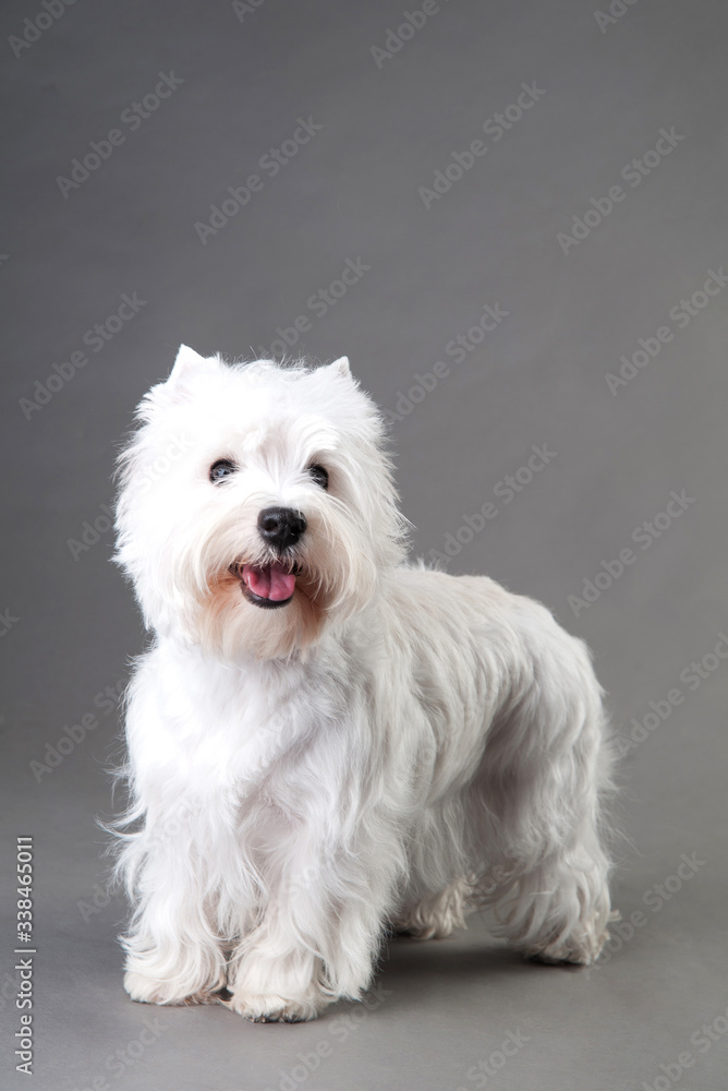 Young West Highland White Terrier on a grey background