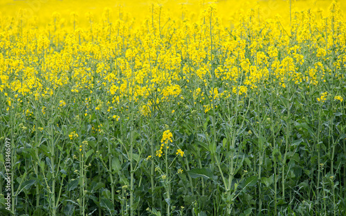 Paisaje de un campo de colza , Brassica napus, con flores de intenso color amarillo © gurb101088