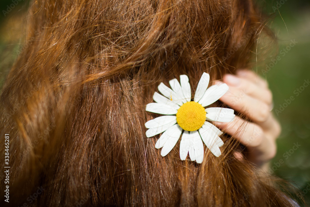 Naklejka premium In beautiful long red shiny hair, chamomile in summer.