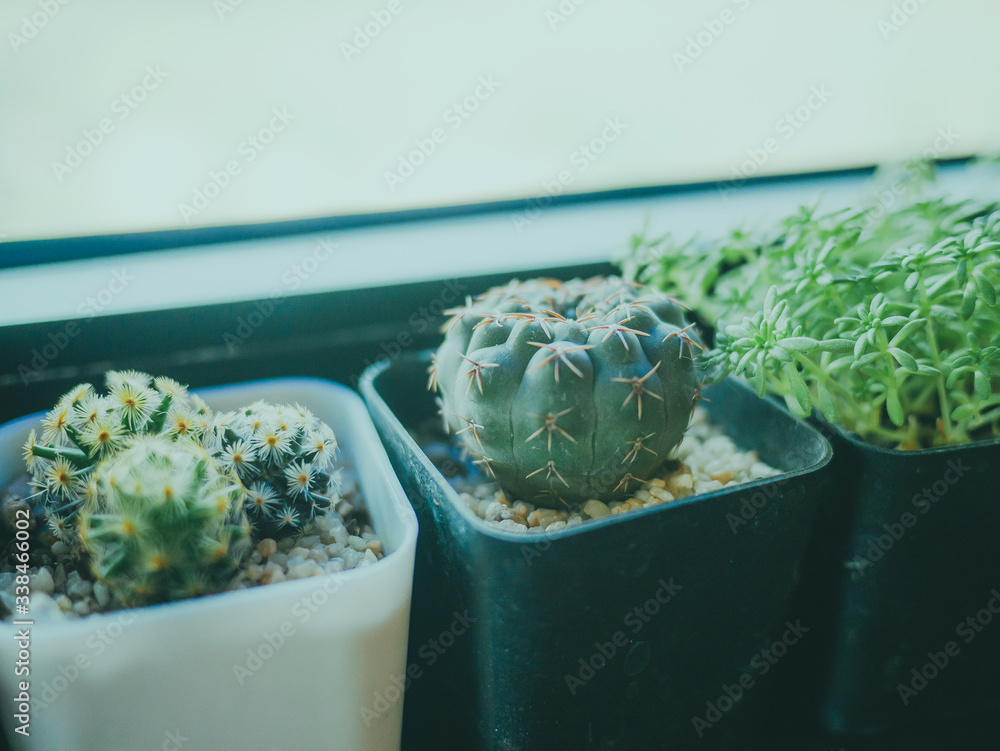 Obraz premium Small green cactus in the pot on table side the window.