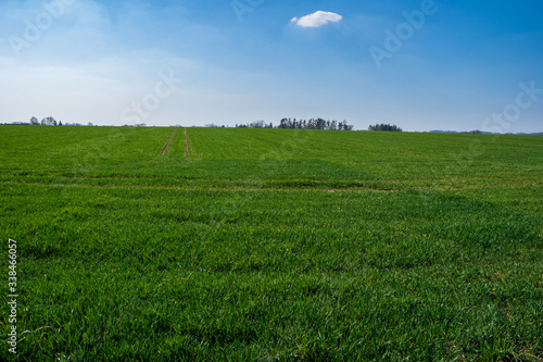 green field with wheat in spring with trees in background