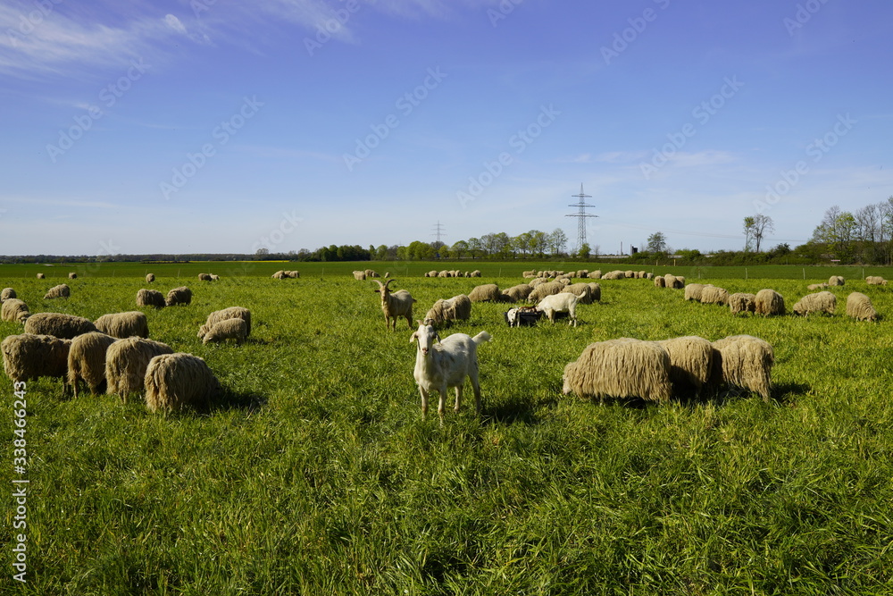 Obraz premium Ziegen und Schafe auf einer Wiese.