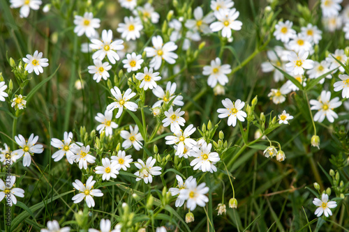 Stelllaria Holostea, white wildflowers in the forest