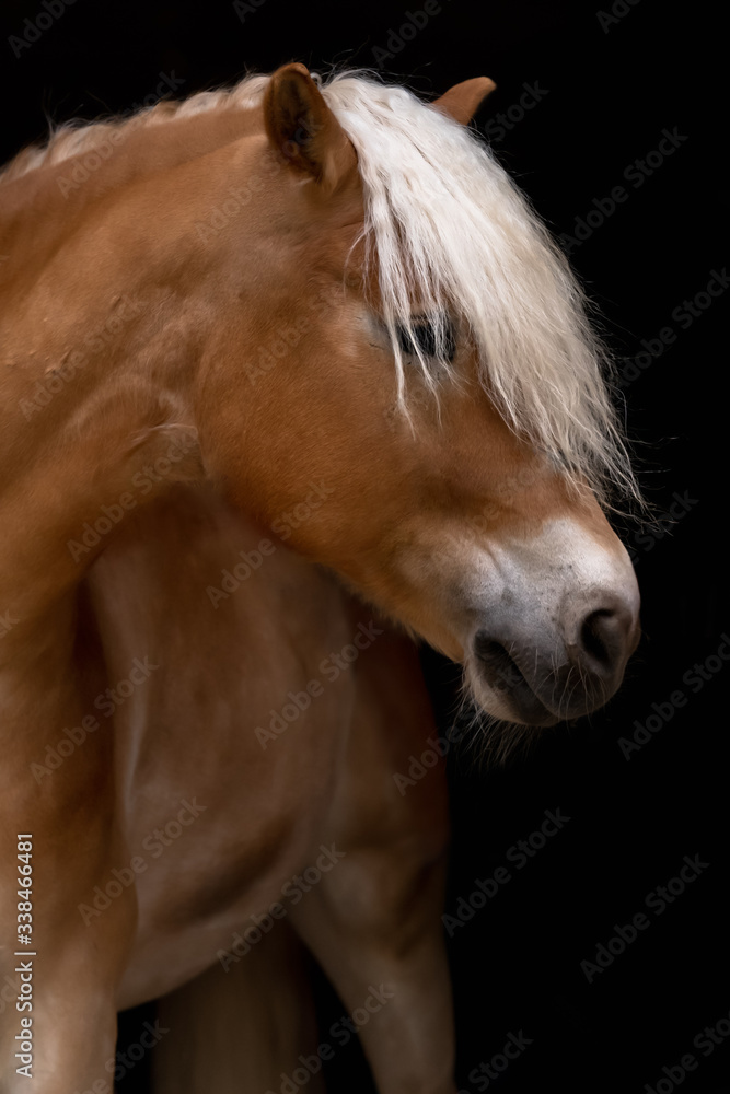 Obraz premium Haflinger Portrait vor schwarzem Hintergrund freigestellt