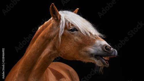 Pferd  Pony lustig flehmender Haflinger vor schwarzem Hintergrund freigestellt