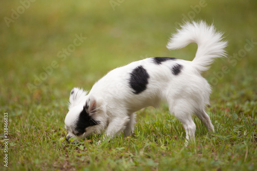 Cute long hair Chihuahua enjoying the grass outside in the summer time.