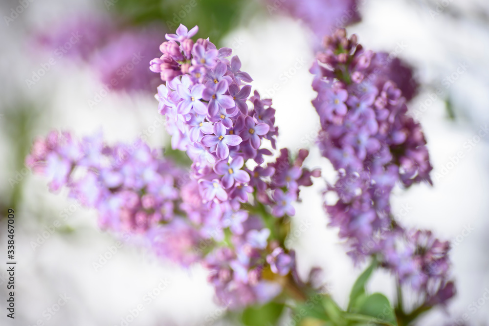 Close-up of bouquets of lilac flowers in full bloom, gorgeous lilac color and floral fragrance.
