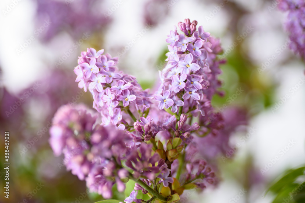 Close-up of bouquets of lilac flowers in full bloom, gorgeous lilac color and floral fragrance.