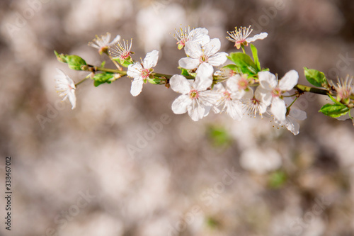 Wiosenne kwiaty © nitka_zaplatana
