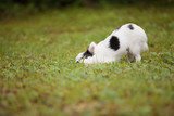 Cute long hair Chihuahua rolling on the grass outside in the summer time.