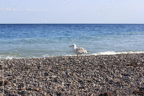 Wallpaper Mural a seagull walks on gray stones on the beach near
Cape Town, in the background you can see a white wave Torontodigital.ca