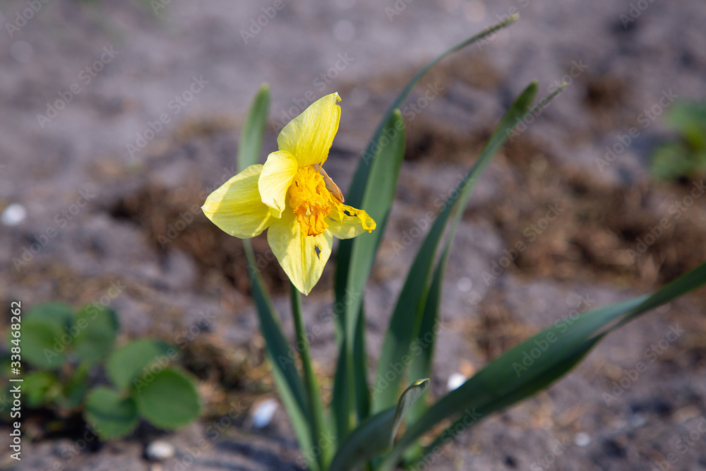 yellow daffodil grows in the spring of 2020 in the land in the garden yellow daffodil grows in the spring of 2020 in the land in the garden