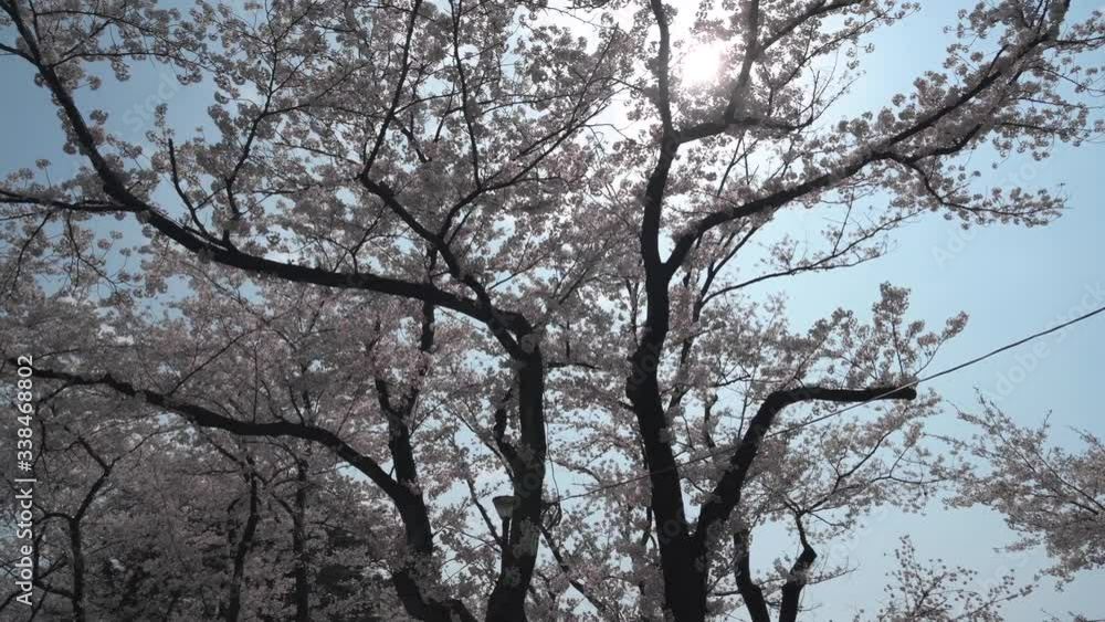 Cherry blossom relaxed park stroll Cherry blossom relaxed park stroll