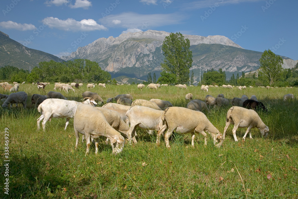 Goats grazing in foreground with mountains in background of Pyrenees Mountains, Province of Huesca, Spain