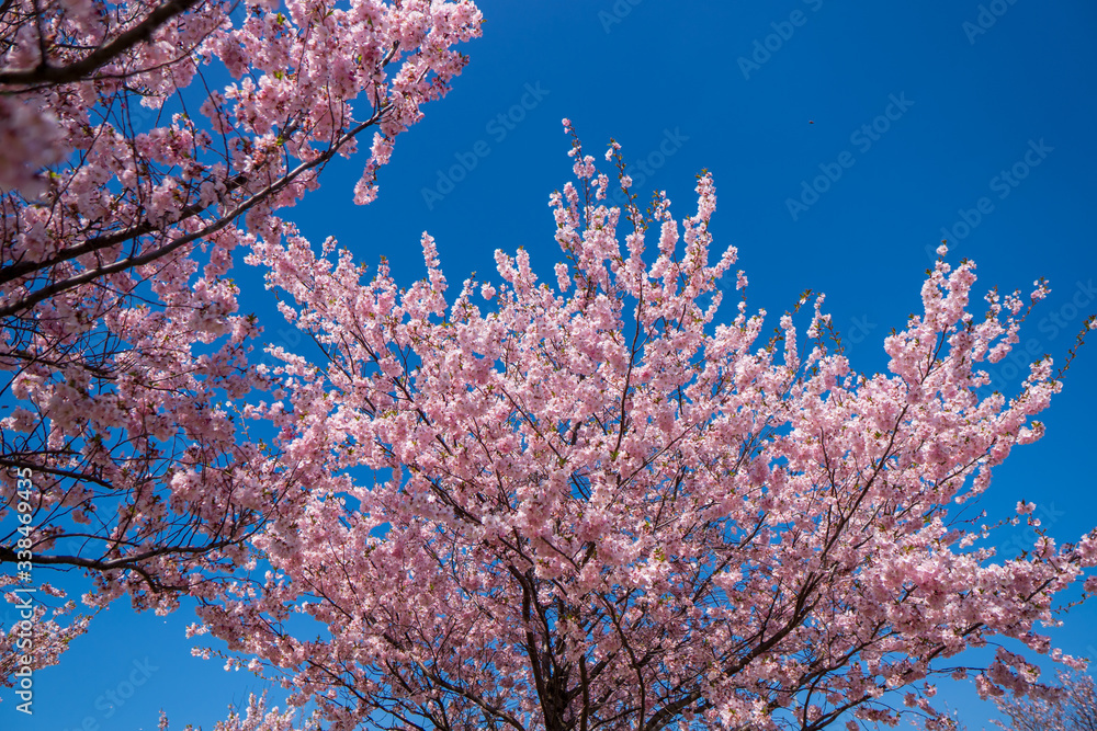 it blooms the flowers of the cherry tree into a beautiful pink color
