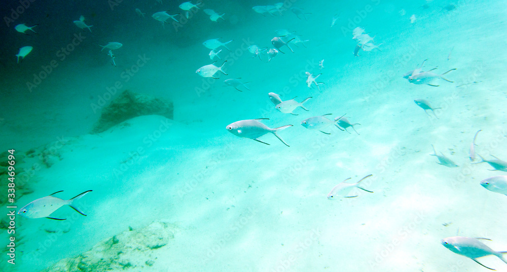 Fototapeta premium Many small fishes swimming in the sea