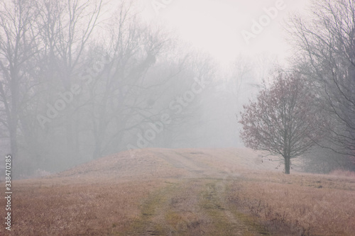 drzewo w mlecznej mgle