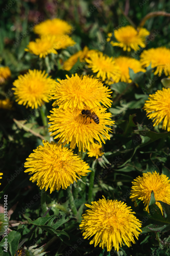 yellow dandelions bloom in the meadow, green spring meadow, many dandelions yellow dandelions bloom in the meadow, green spring meadow, many dandelions