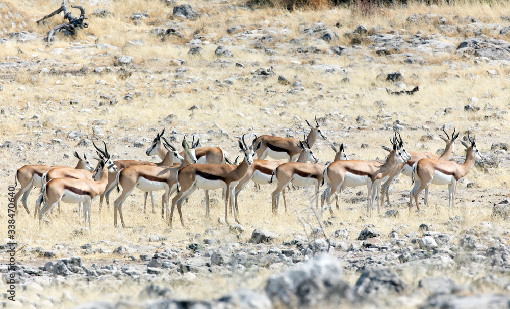 A group of springboks A group of springboks