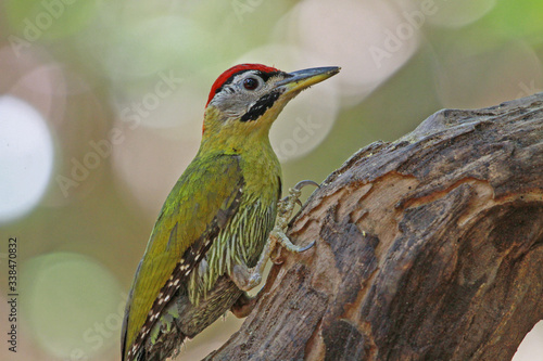 Scaly-bellied Woodpecker in Bali photo