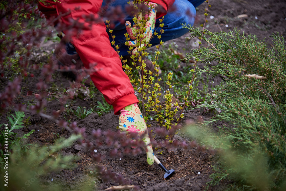 Naklejka premium Planting seedlings in the garden.