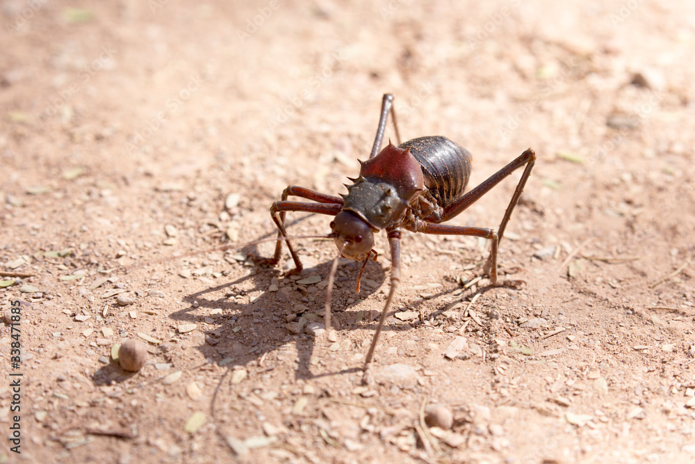 An insect is walking in the desert An insect is walking in the desert