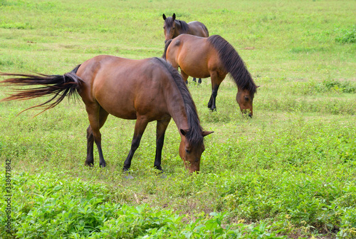 Three horses grazing in grassland.