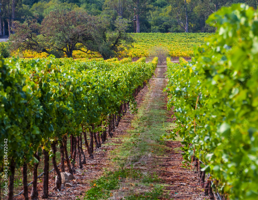 Sonoma Valley Vineyard,  Santa Rosa ,California, USA