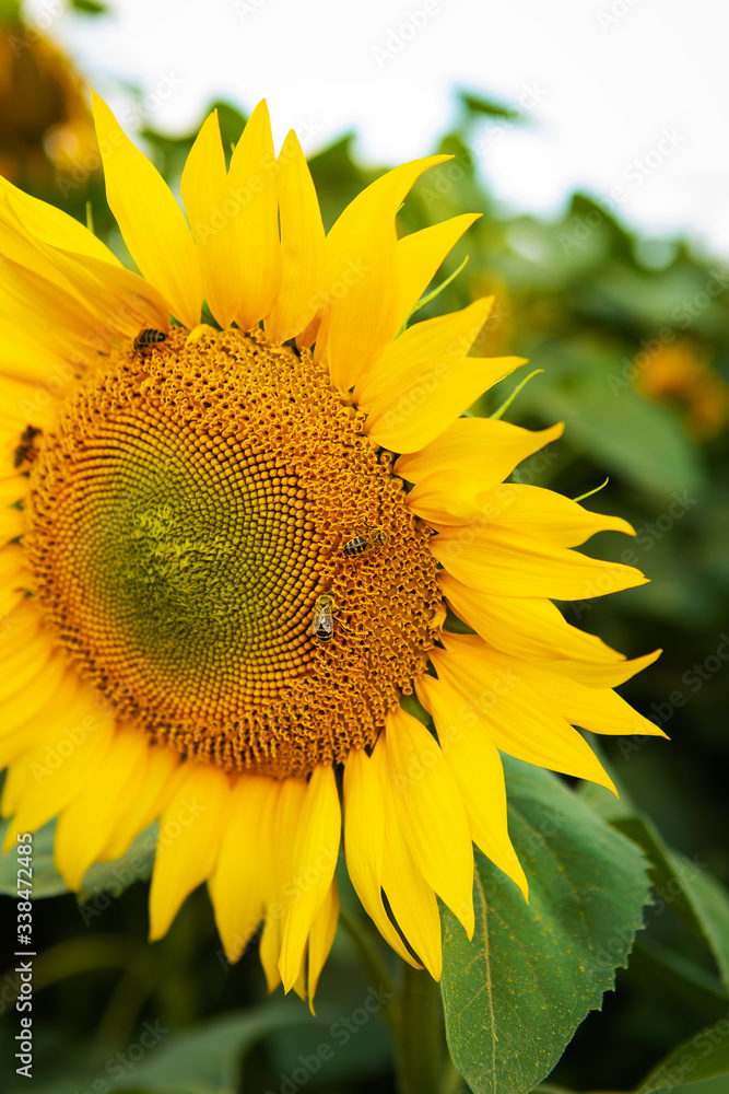 Close up beautiful sunflower and bees on it. Close up beautiful sunflower and bees on it.