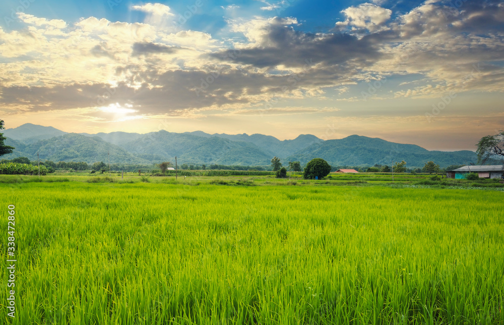 Rice fields at sunrise with mountain background.