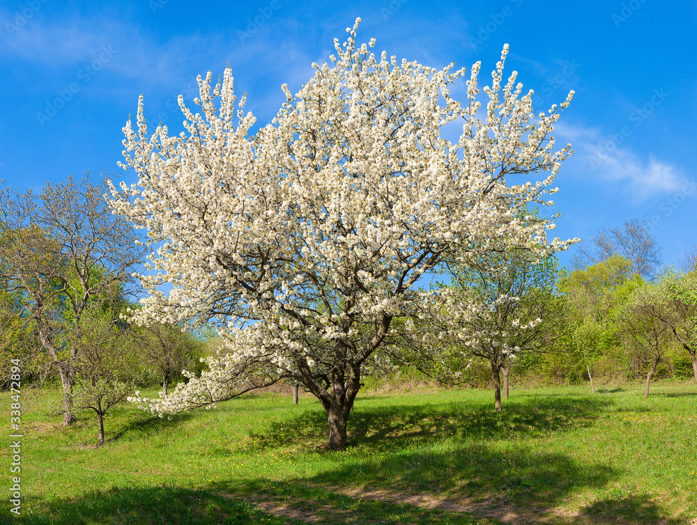 Cherry-wood in full blow. In orchard. Flowering Cherry tree Cherry-wood in full blow. In orchard. Flowering Cherry tree