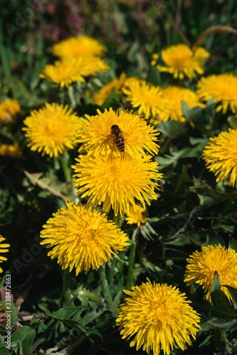 yellow dandelions bloom in the meadow  green spring meadow  many dandelions