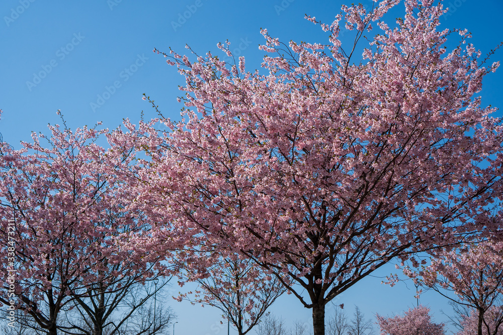 it blooms the flowers of the cherry tree into a beautiful pink color