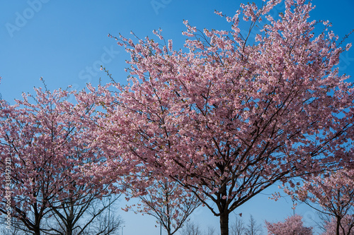 it blooms the flowers of the cherry tree into a beautiful pink color