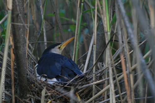 Little bittern or common little bittern (Ixobrychus minutus) in nesting period