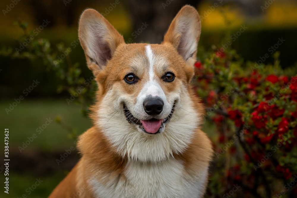 beautiful portrait of a corgi on a background of flowers