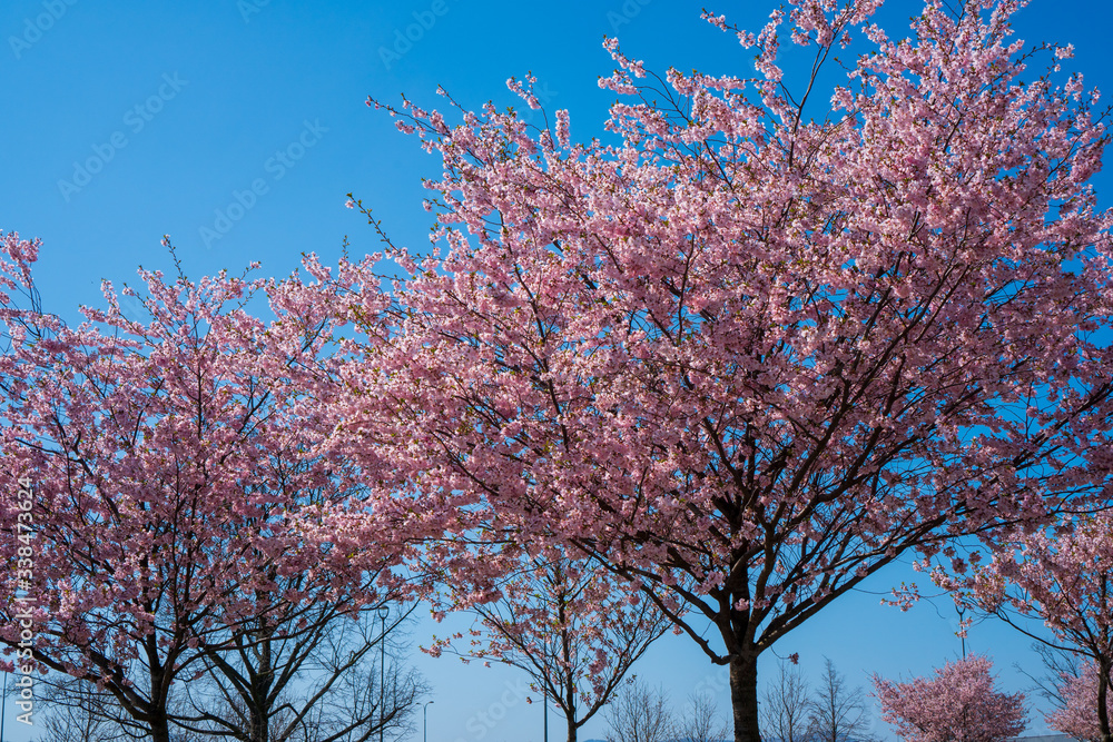 it blooms the flowers of the cherry tree into a beautiful pink color