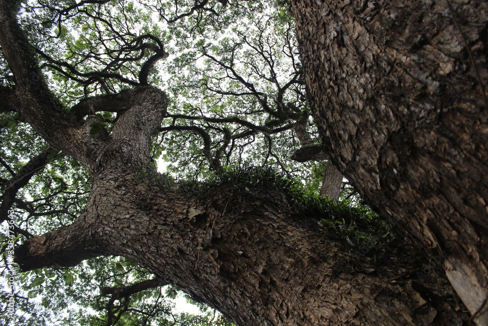 Obraz premium Tree Branches