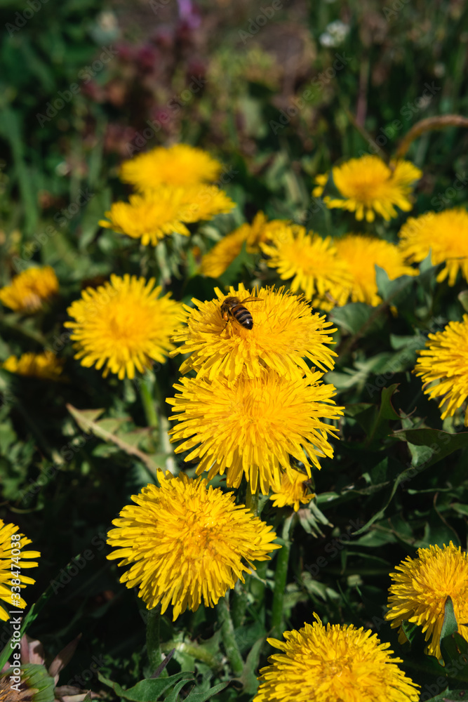 yellow dandelions bloom in the meadow, green spring meadow, many dandelions yellow dandelions bloom in the meadow, green spring meadow, many dandelions