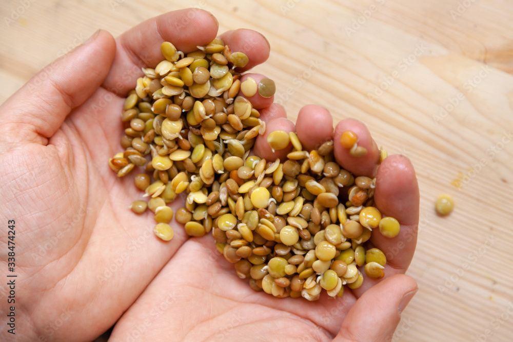 Hands of farmer. hand holds sprouted lentils Hands of farmer. hand holds sprouted lentils