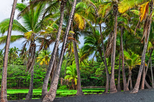 Coconut Palm Trees On Punalu'u Black Sand Beach, Naalehu, Hawaii, USA