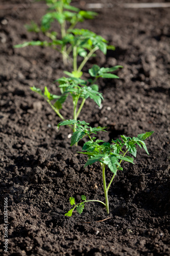 Seedlings of tomato sprouts grow in ground
