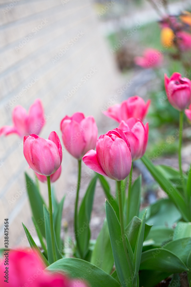 Fototapeta premium tulips