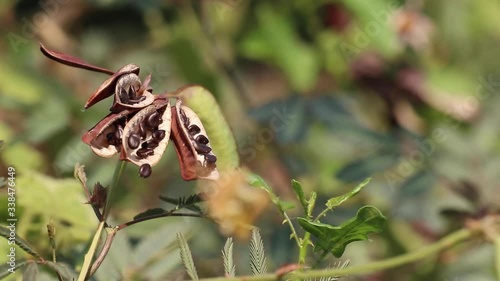 Culinary and medicinal herb plants. Ripe pods and seeds with sensitive leaves of wild Neptunia oleracea known as water mimosa or sensitive neptunia. Thorny Solanum trilobatum also visible photo