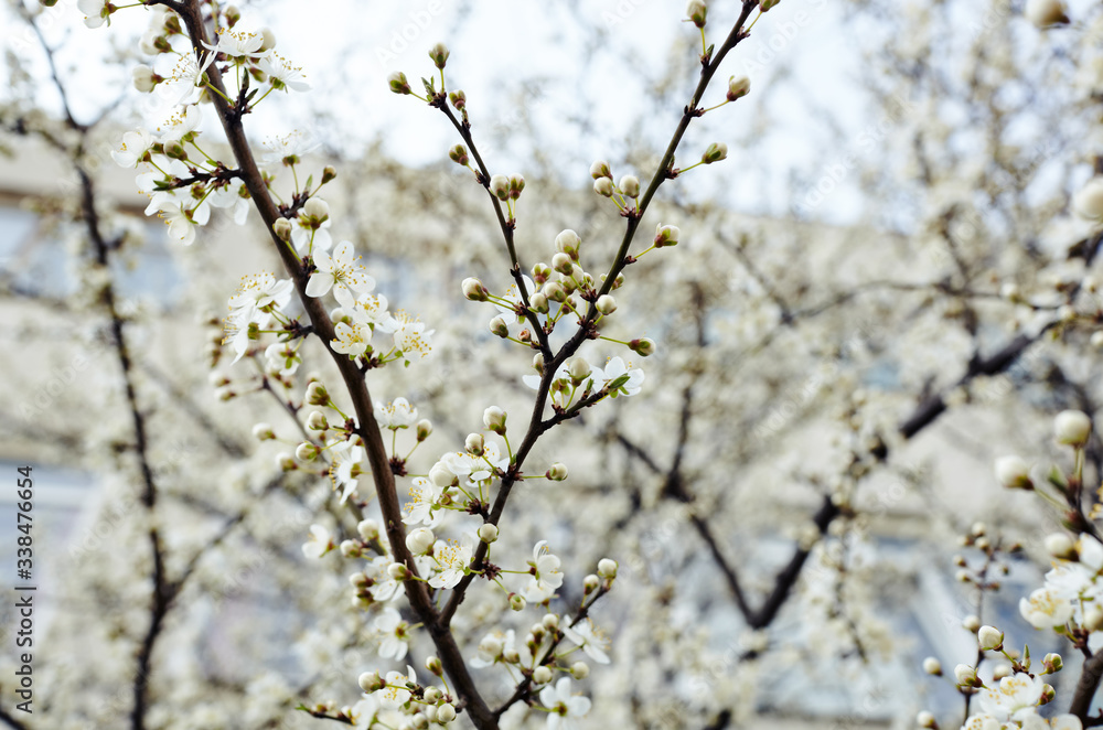 Beautiful white apple blossom.Flowering apple tree.Fresh spring background on nature outdoors.Soft focus image of blossoming flowers in spring time.For easter and spring greeting cards,banners Beautiful white apple blossom.Flowering apple tree.Fresh spring background on nature outdoors.Soft focus image of blossoming flowers in spring time.For easter and spring greeting cards,banners