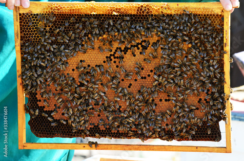 Beekeeping, frame with wax and bees. Spring photo