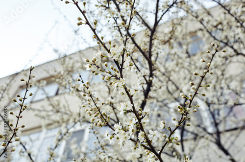 Beautiful white apple blossom.Flowering apple tree.Fresh spring background on nature outdoors.Soft focus image of blossoming flowers in spring time.For easter and spring greeting cards,banners